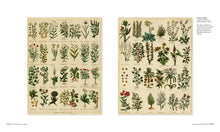 Load image into Gallery viewer, Scientifica Historia