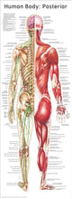 Load image into Gallery viewer, Human Body Poster Pack (2 Posters)