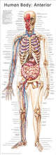 Load image into Gallery viewer, Human Body Poster Pack (2 Posters)