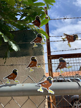 Load image into Gallery viewer, Myna Bird Sticker
