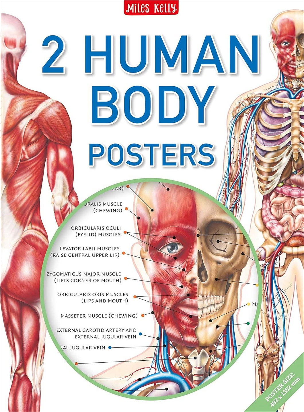 Human Body Poster Pack (2 Posters)