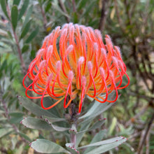 Load image into Gallery viewer, Protea Bucket Sticker
