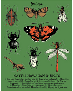 Insect Sticker Sheet